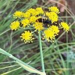 Lomatium triternatum Λουλούδι