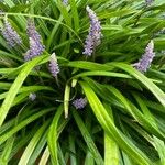 Liriope spicata Flower