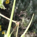 Erodium gruinum Fruit