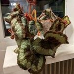 Begonia rex Leaf