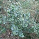 Lonicera implexa عادت داشتن