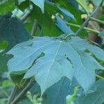 Montanoa hibiscifolia Leaf