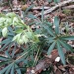 Helleborus foetidus Цвят