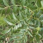 Fraxinus angustifolia Blatt