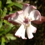 Silene vallesia Flors