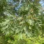 Quercus ellipsoidalis Leaf