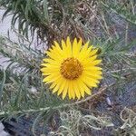 Inula ensifolia Flower