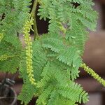Faidherbia albida Blatt