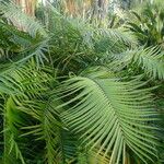 Ceratozamia mexicana Hoja