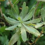 Achillea ageratum Leaf