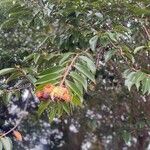 Lafoensia acuminata Hoja
