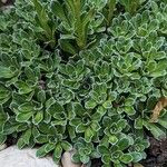 Saxifraga paniculata Blad