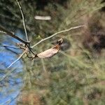 Parkinsonia florida Plod