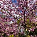 Cercis siliquastrum Plante entière