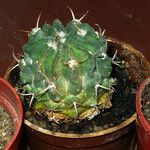 Echinocactus texensis Yaprak