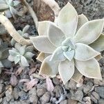 Graptopetalum paraguayense Folha