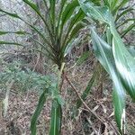 Cordyline mauritiana Vekstform