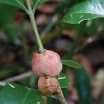 Guarea macrophylla Flower