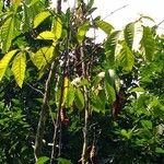 Coffea canephora Blatt