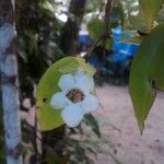 Codonanthe crassifolia Fleur