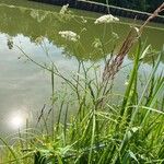 Peucedanum palustre Plante entière