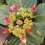 Hydrangea spp.Flower