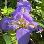 Iris unguicularis Цветок