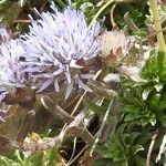 Jasione crispaFlower