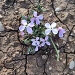 Matthiola lunata Bleunienn