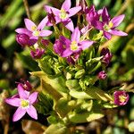 Centaurium tenuiflorum Flor