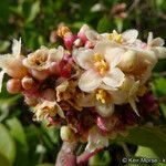 Rhus ovata Flower