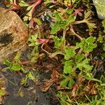 Saxifraga aquatica Лист