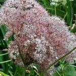 Filipendula rubra Flor