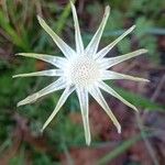 Scorzonera humilis Flower