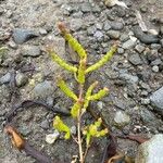 Salicornia disarticulata 葉