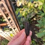 Aristolochia ringens Fruct