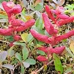 Vaccinium uliginosum 葉