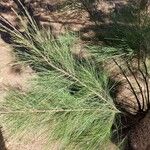 Casuarina cunninghamianaপাতা