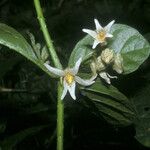 Solanum leucopogon 花