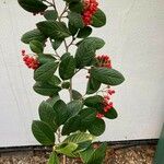 Cotoneaster coriaceus Foglia