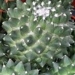 Mammillaria polythele List