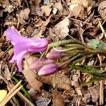 Cardamine pentaphyllos Květ