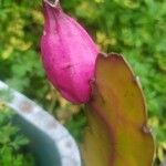 Epiphyllum phyllanthus Meyve