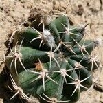 Echinocactus texensis Yaprak