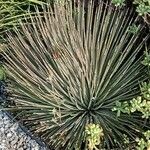 Agave stricta ഇല