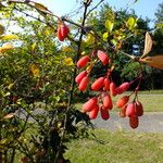 Berberis vulgaris Fruit