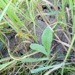 Sonchus arvensisHostoa