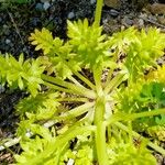 Limnanthes douglasii Φύλλο