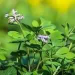 Corydalis pumila Flor