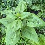 Helianthus tuberosusBlatt